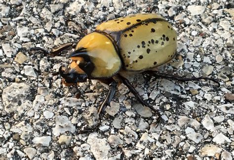 Unicorn Beetle 